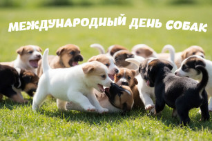 2 июля — Международный день собак: история, традиции и праздничные открытки