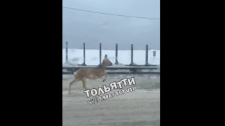 В Самарской области по трассе М-5 бегала косуля