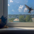 Самарские таможенники изъяли 103 экзотические птицы