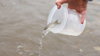 В Самаре более 20 тысяч мальков сазана и толстолобика выпустили в Волгу