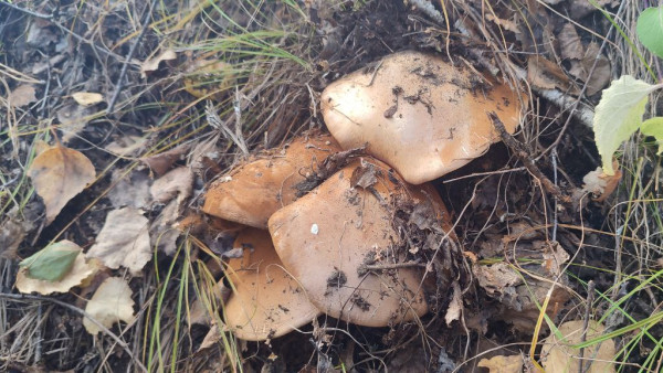 Свинушки атакуют самарские леса: можно ли их есть?