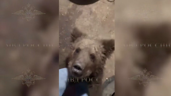 Самарские полицейские при обыске дома случайно нашли медвежонка