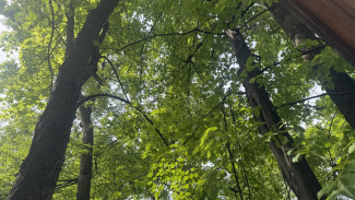 В Самарской области осудили 33-летнего мужчину за вырубку кленов