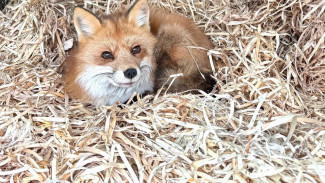 Лисичке Окси помогли устроить уютный домик в Самаре