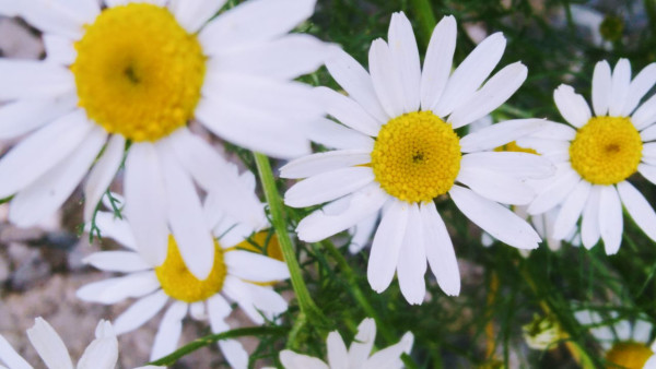 Любовный гороскоп на День Петра и Февронии: эти шесть знаков найдут свою вторую половинку 8 июля