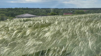 Народные приметы 10 июня: что запрещено делать в день Никиты Гусятника