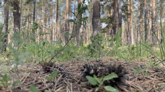 В лесах Самарской области выросло рекордное количество грибов