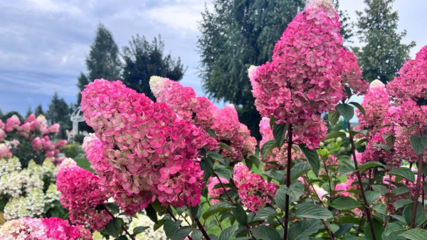 Вера Глухова рассказала о том, как подготовить гортензии к зиме 