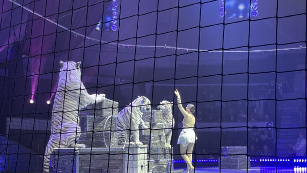 Дрессировщица Алиса Нестерова везет 6 белых тигров через всю Россию в фуре