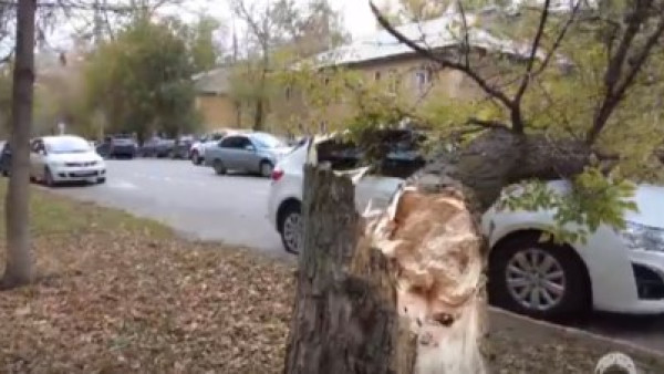 Поваленные деревья и поврежденные авто: штормовой ветер обрушился на Самару 9 октября