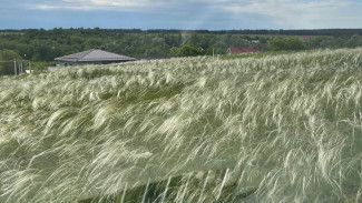 10 самарцев украли 1,8 тонны семечек в Ульяновской области