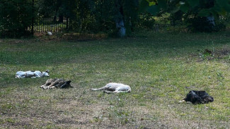 Эксперты рассказали самарцам, как уберечься от стаи собак