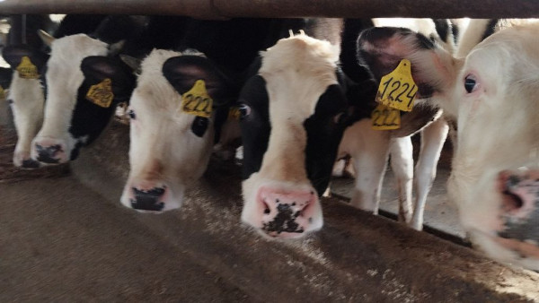 Народный календарь 27 марта: не делайте этого в день Федора Скотника, чтобы не ссориться с любимыми