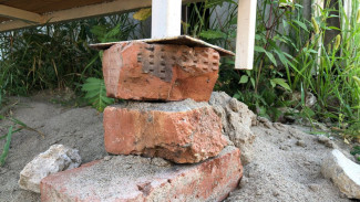 В Самарской области мужчина кирпичом разбил голову соседу по участку 