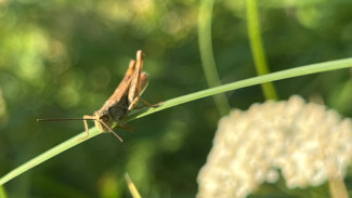 Народный календарь: 15 августа. Не делайте этого в день Степана Сеновала, чтобы не свалиться в чёрную полосу