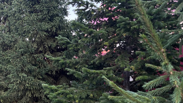 В Самарскую область завезли новогодние ели с непогашенными карантинными сертификатами