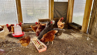 Под Самарой построят новую птицефабрику почти за 4 мрлд