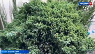 Вырастите голубику и хвойники в Самаре: 5 растений, которые переживут зиму