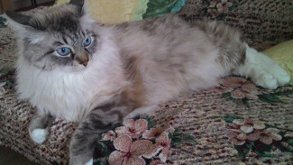 Кошек из Самары не пустят на международные выставки