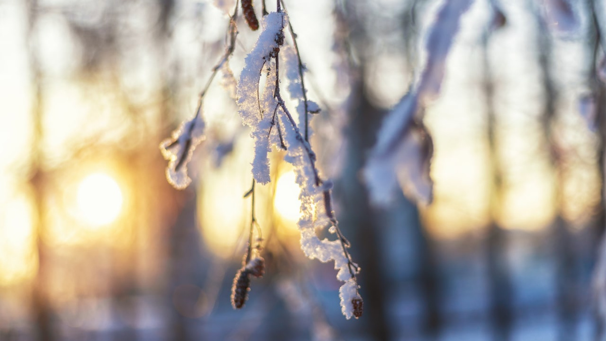 8°C: Синоптики рассказали, когда в Самаре наступит настоящая зима – Новости  Самары и Самарской области – ГТРК Самара