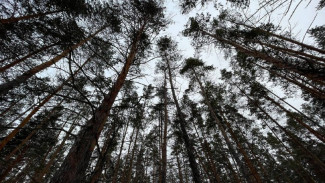 Власти Самарской области отказали в застройке бывшего лесного питомника в Тольятти многоэтажками