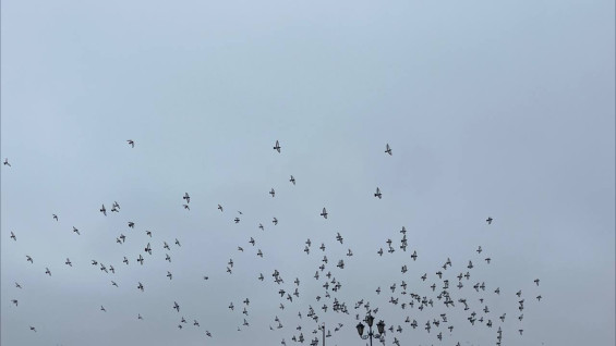 Атлантический «двойной удар» переживёт Самарская область на первой рабочей неделе марта-2026