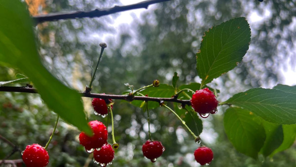 В Самаре лето 2025 будет аномально холодным