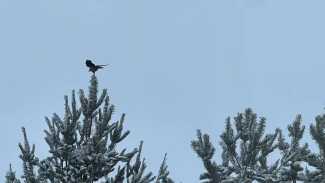 Хроника заснеженных выходных в Самарской области 