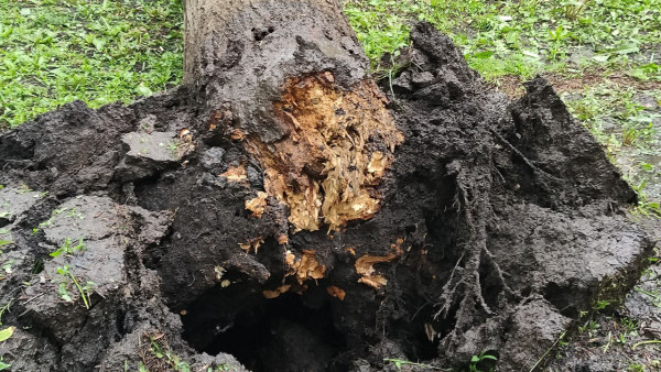 Мэрия обнародовала последствия ночного урагана в Самаре