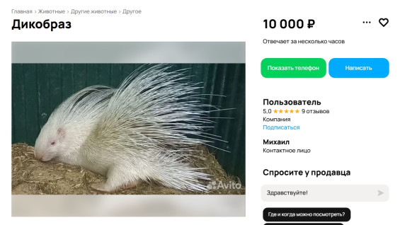 Дикобраз-альбинос из Самарской области выставлен на продажу