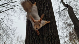 Ноябрь завершится в Самаре похолоданием и снегом  