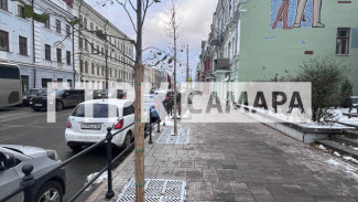 Юные липы на улице Куйбышева в Самаре готовятся к своей первой зиме