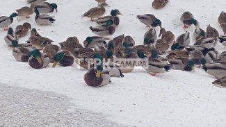 ГТРК «Самара»: в огромной полынье на Волге массово зимуют утки