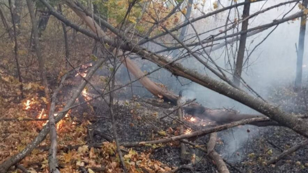 У Рощинского в Волжском районе потушили лесной пожар