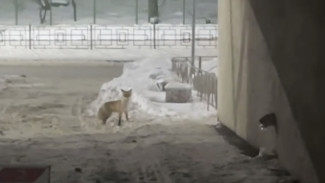 В Самаре дикая лиса вышла к жителям 5 и 6 просек: появились кадры