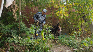 Четвероногий напарник: служебная собака помогла самарским полицейским раскрыть кражу