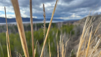 Ночью в парках Самары стелют белую ткань для клещей