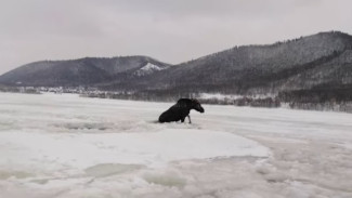 В Самарской области в прорубь нырнул лось