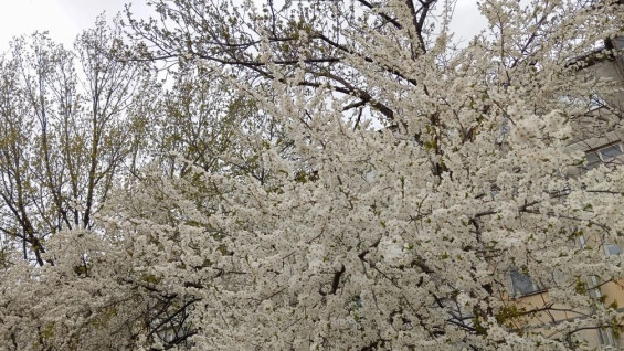 Самарцам рассказали о прогнозе погоды на весь май 2026