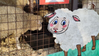 Очевидцы: в Самаре мигранты привели в жилой двор барана для ритуального забоя