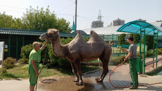 Самарский зоопарк перенесут на новое место