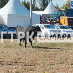 Разъяренный бык сбежал с агровыставки в Самарской области