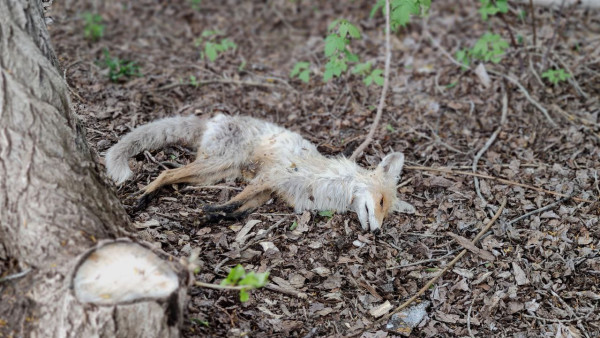В Самарской области объявлен карантин из-за смертельной болезни
