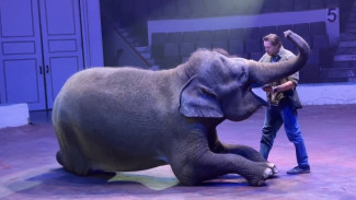 Появились кадры последствий побега слона из цирка в Самаре