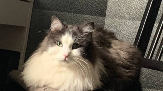 Самарцам рассказали, куда пристроить питомца на время отпуска