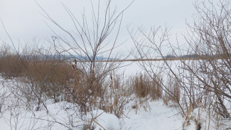 Пятнистый олень снова замечен в Жигулевском заповеднике