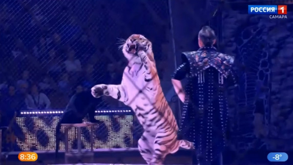 В Самарском цирке продолжаются гастроли шоу, аналогов  которому нет в мире