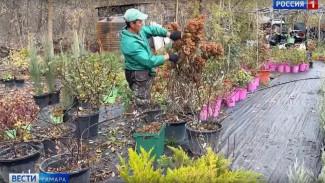В Самаре готовят гортензии и хвойные к зиме