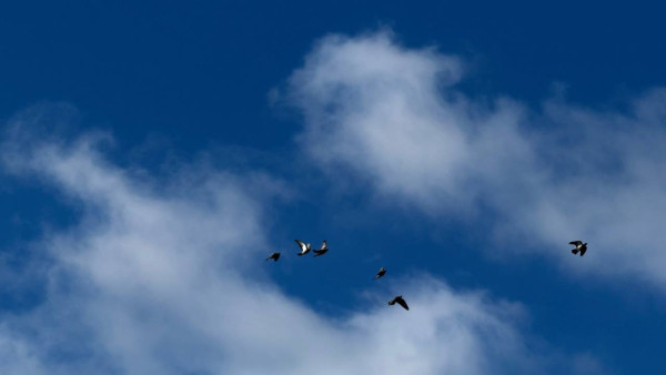 25 декабря в Самарской области объявили угрозу атаки БПЛА 