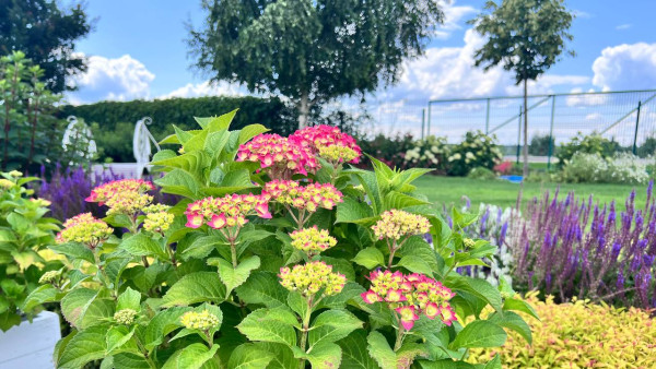 Вера Глухова рассказала самарским дачникам советы по летнему уходу за садом